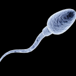 Tessuto testicolare congelato per 16 anni torna a produrre spermatozoi